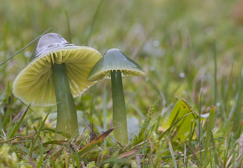 Hygrocybe psittacina